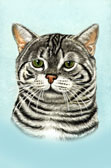 Silver Tabby